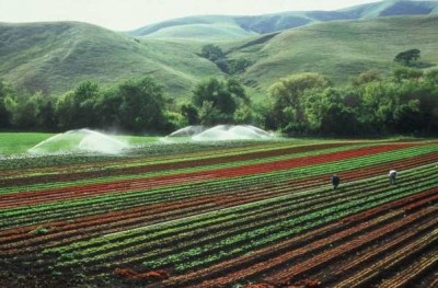 رئیس سازمان جهاد کشاورزی لرستان مطرح کرد؛ کاشت حبوبات در سطح ۱۲۰ هزار هکتار/ کنترل و مهار آفات در لرستان