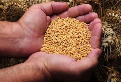 Turkey announced tenders for the purchase of 550 thousand tons of milling wheat