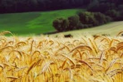 European wheat: Paris updated monthly low