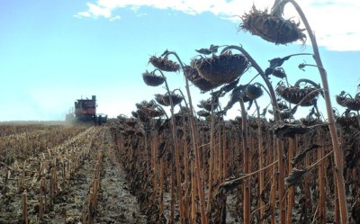 Russia faces a serious sunflower harvest failure