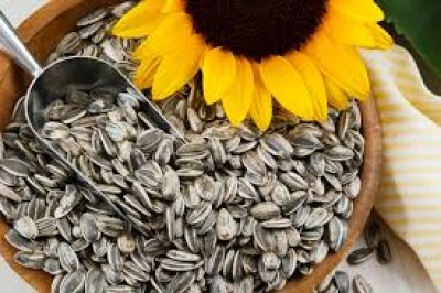 Export of sunflower seeds from Russia may again be limited