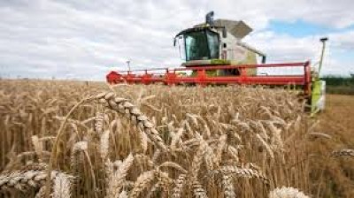 USA: harvesting winter wheat is 2 times faster than a year ago