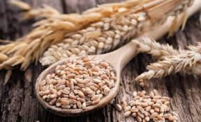 The Ministry of Agriculture proposes to introduce new restrictions on grain exports - experts comment