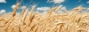 US Wheat: Chicago rose 4.5% in a day