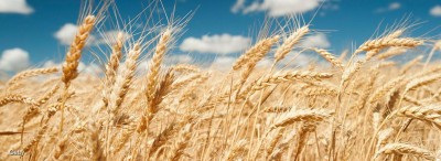 US Wheat: Chicago rose 4.5% in a day