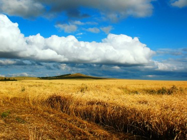 Kazakhstan continues to increase export prices for grain