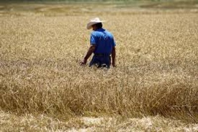 US Wheat: Price Reaches Five-Month High